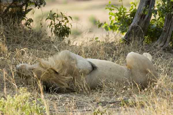 León - reserva nacional de Masai Mara - Kenia 1.jpg